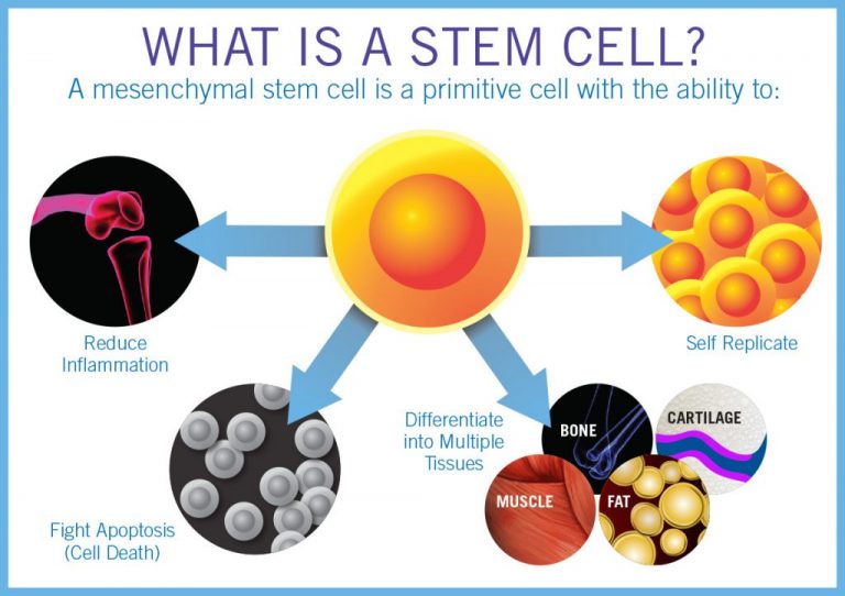 6 Things That You Did Not Know About Stem Cells Cellaxys 