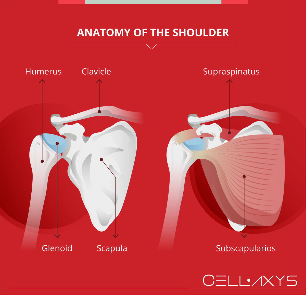 Anatomy of the Shoulder