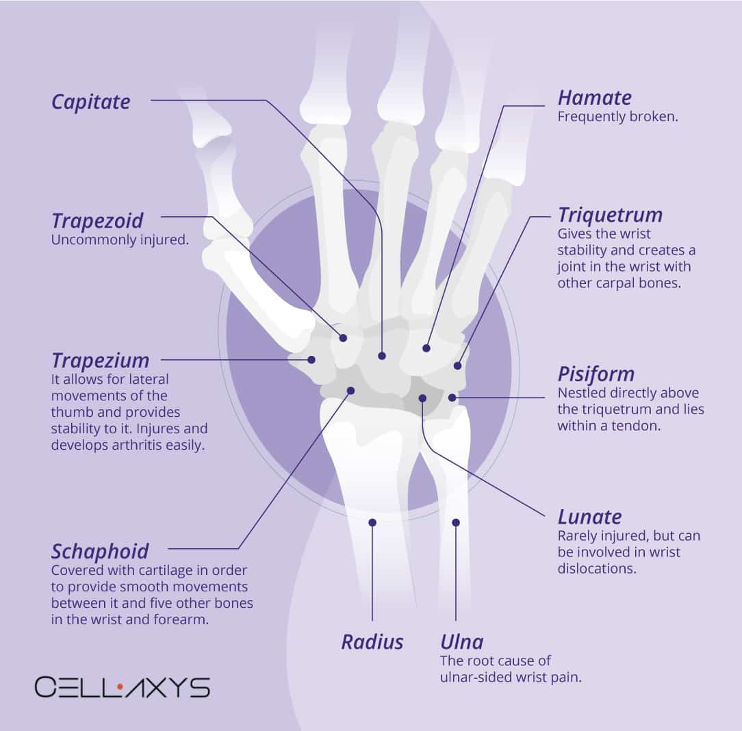 手首の解剖学
