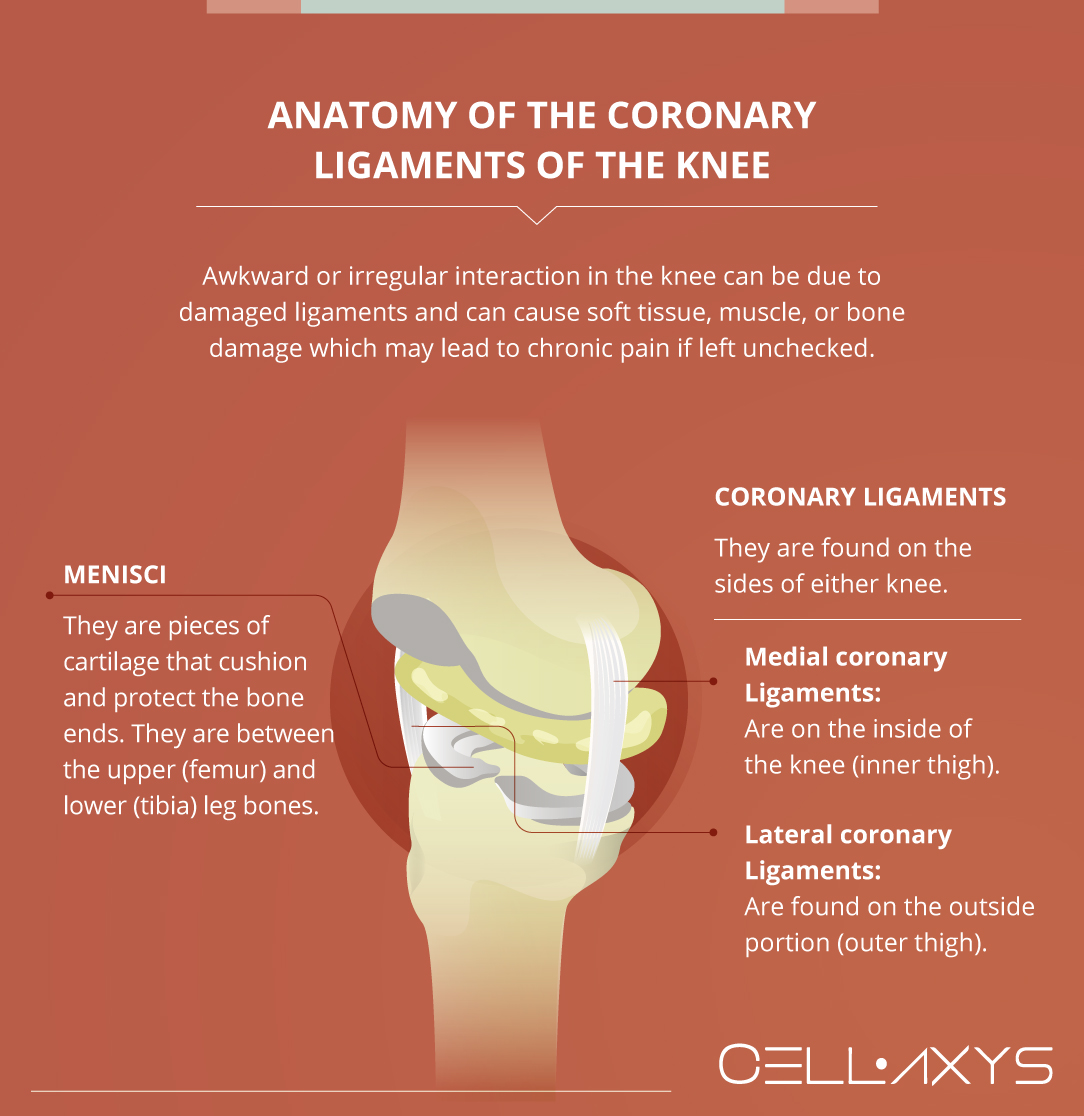 Anatomy of the Coronary Ligaments of the Knee