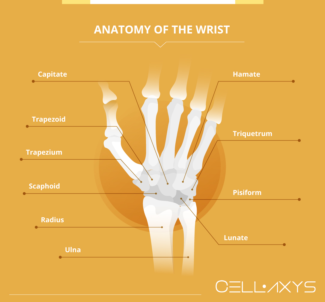 Anatomy of the wrist