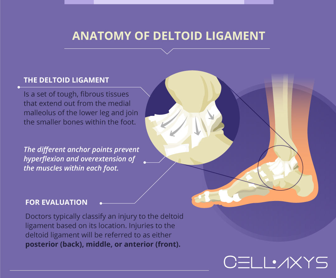 Anatomy of deltoid ligament