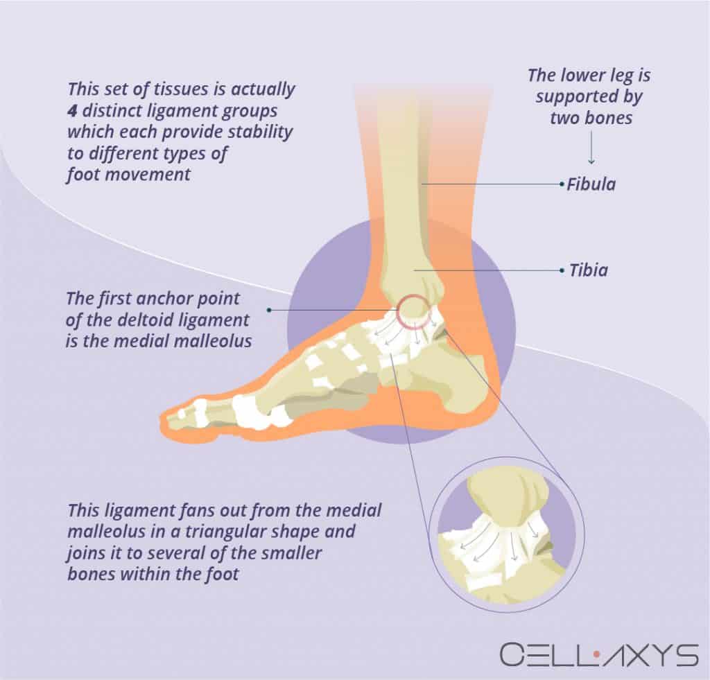 Deltoid Ligament Pain