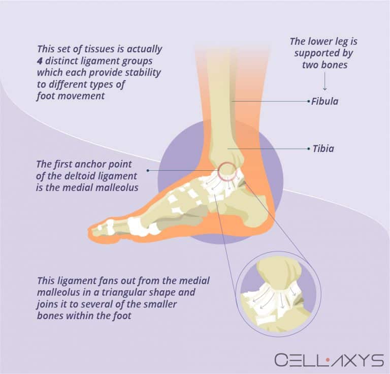 Deltoid Ligament Ankle Injuries: Treatment & Diagnosis - Cellaxys