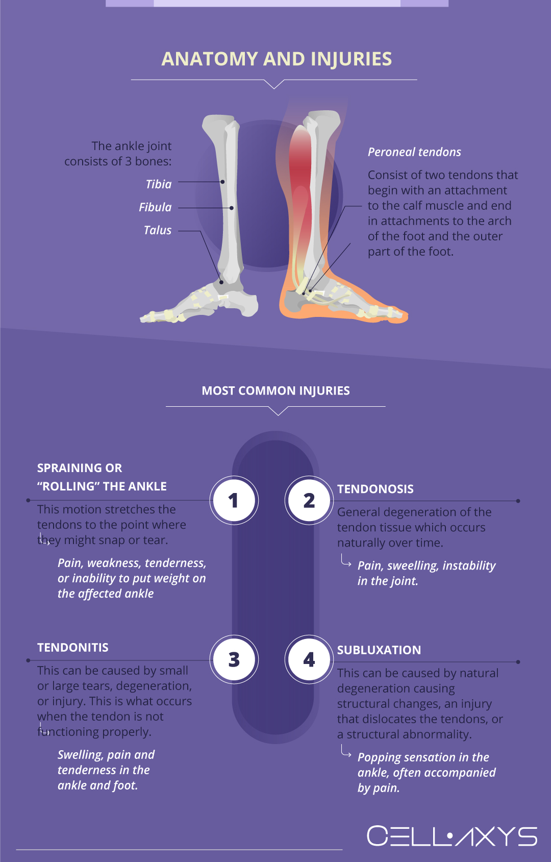 Anatomy and Injuries