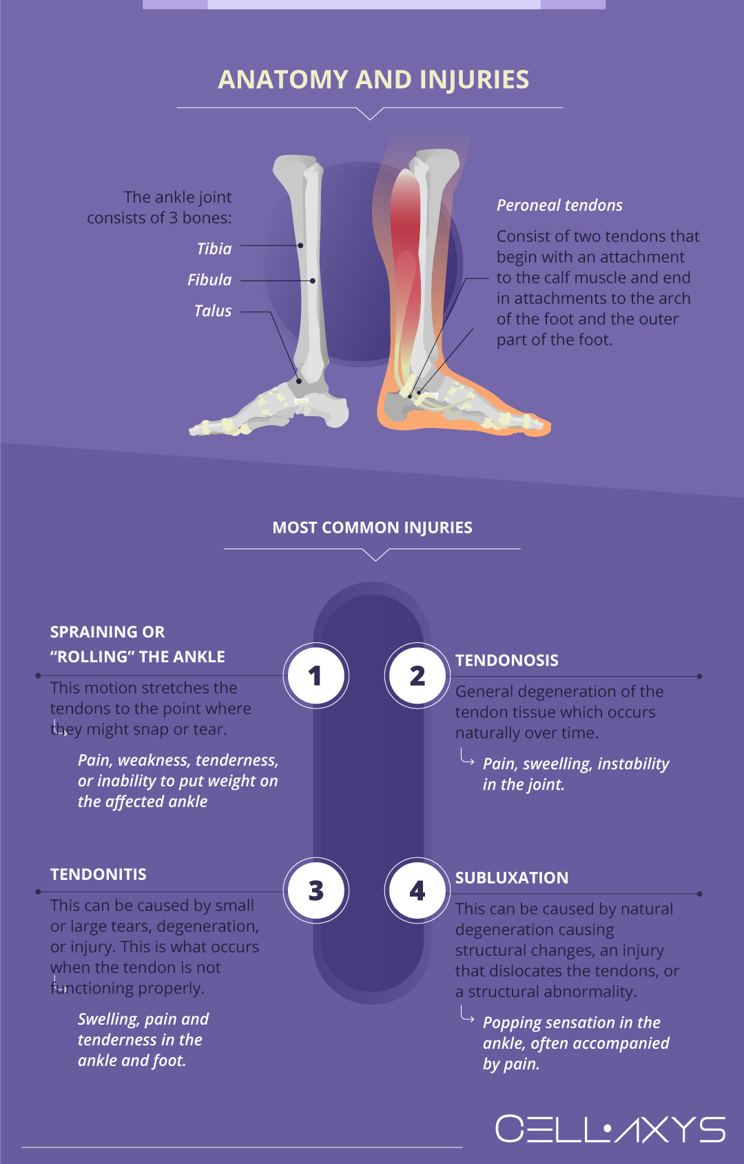 Tendons In The Foot