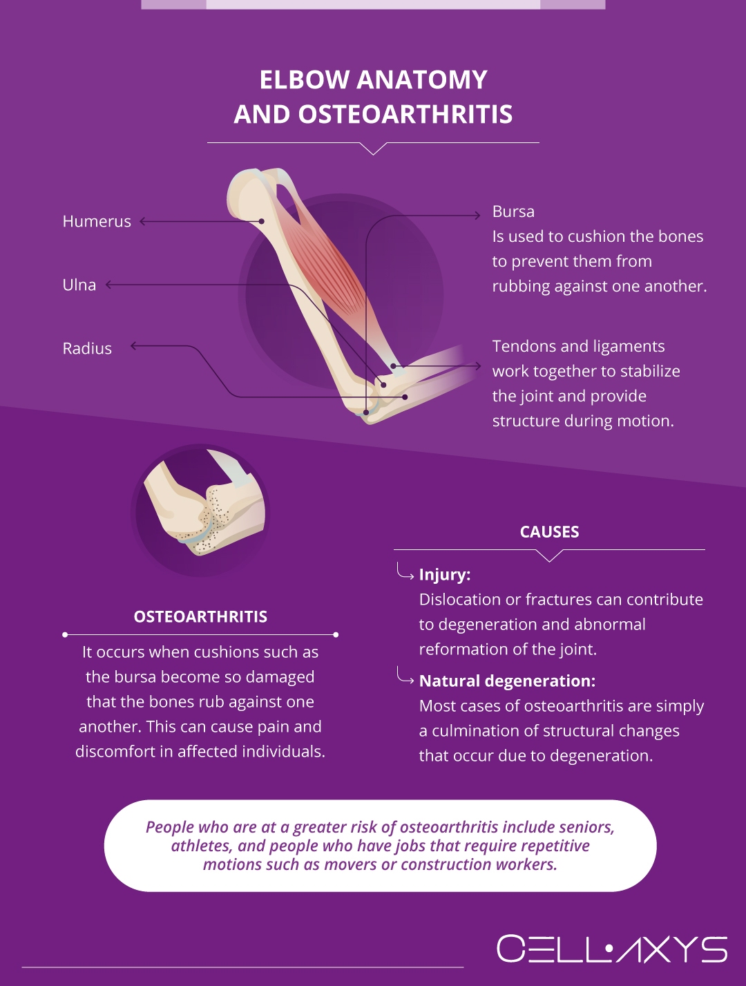 Elbow Anatomy and Osteoarthritis