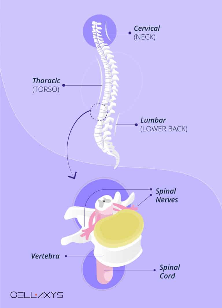 a-stiff-neck-a-weak-stomach-how-neck-pain-can-cause-nausea-cellaxys