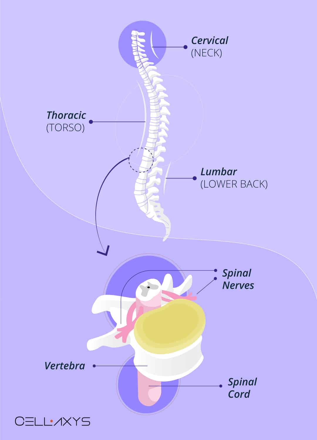 A Stiff Neck A Weak Stomach How Neck Pain Can Cause Nausea Cellaxys