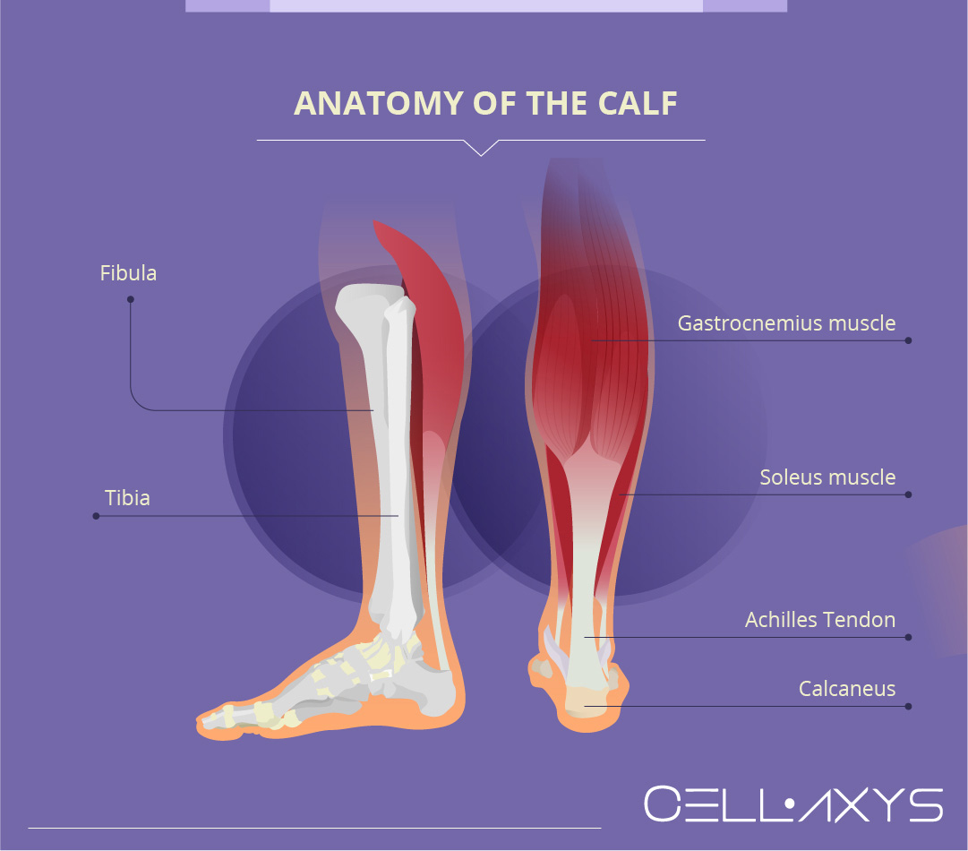 Anatomy of the Calf