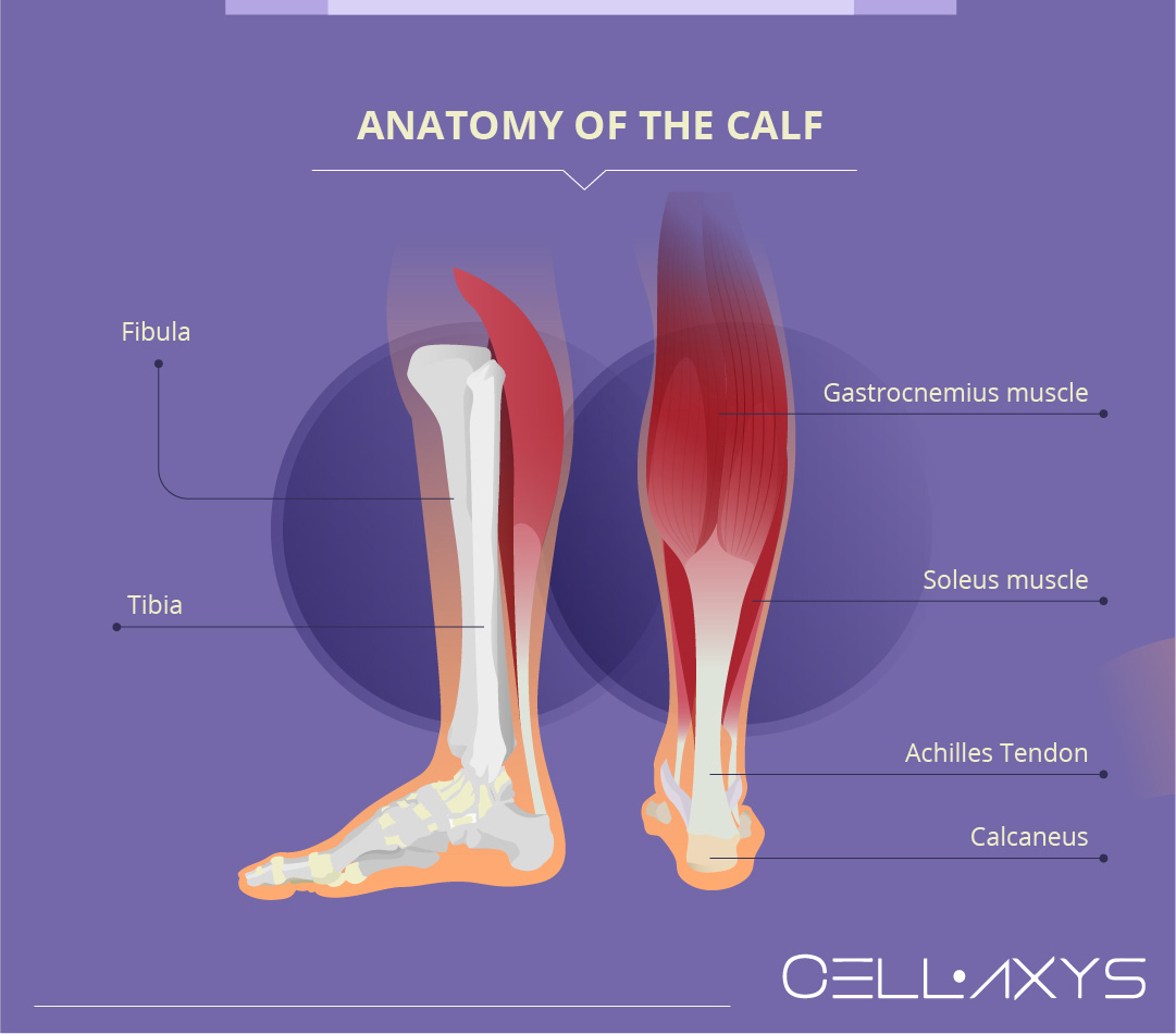 Calf Strain Recovery Time - Cellaxys