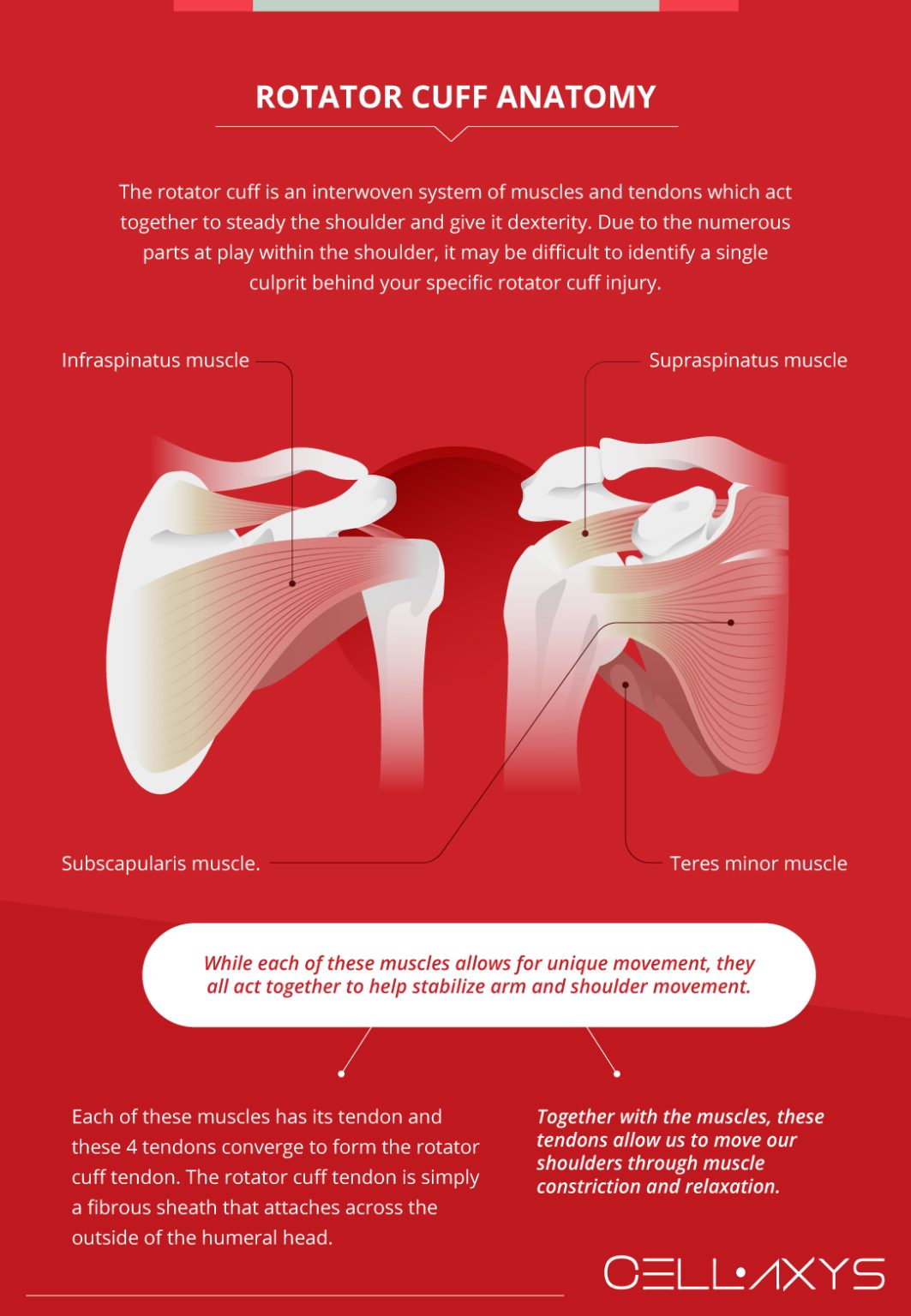 Rotator Cuff Surgery Recovery Time Cellaxys