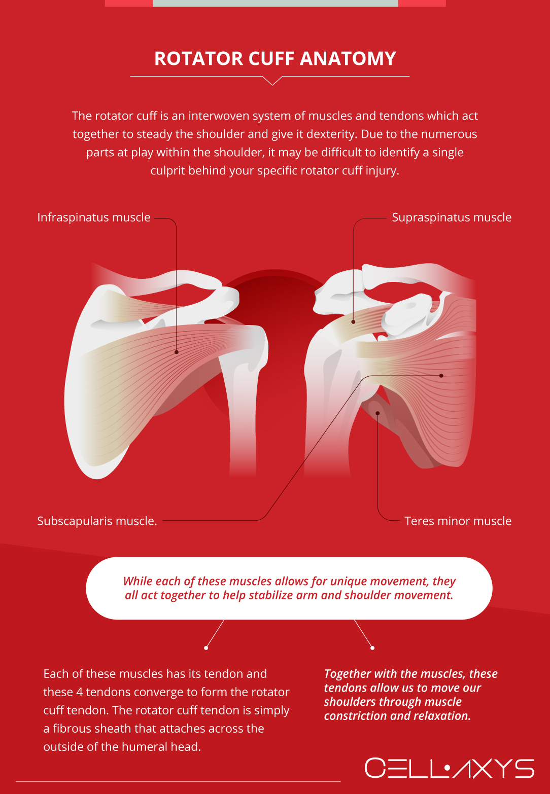 Rotator Cuff Anatomy