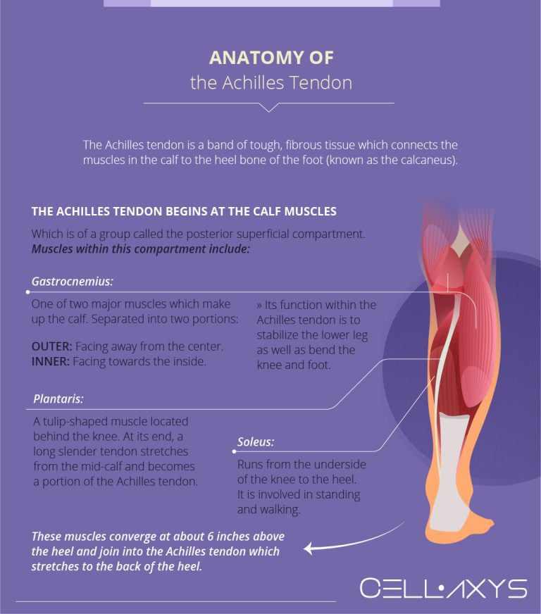 Torn Achilles Recovery Time - Cellaxys