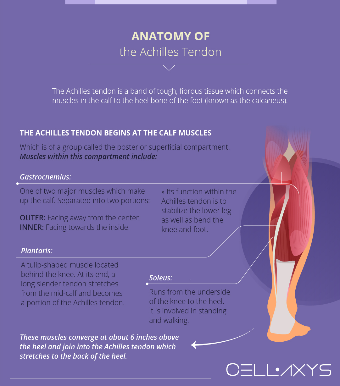 Anatomy of the Achilles Tendon