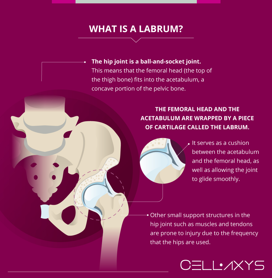What Is a Labrum