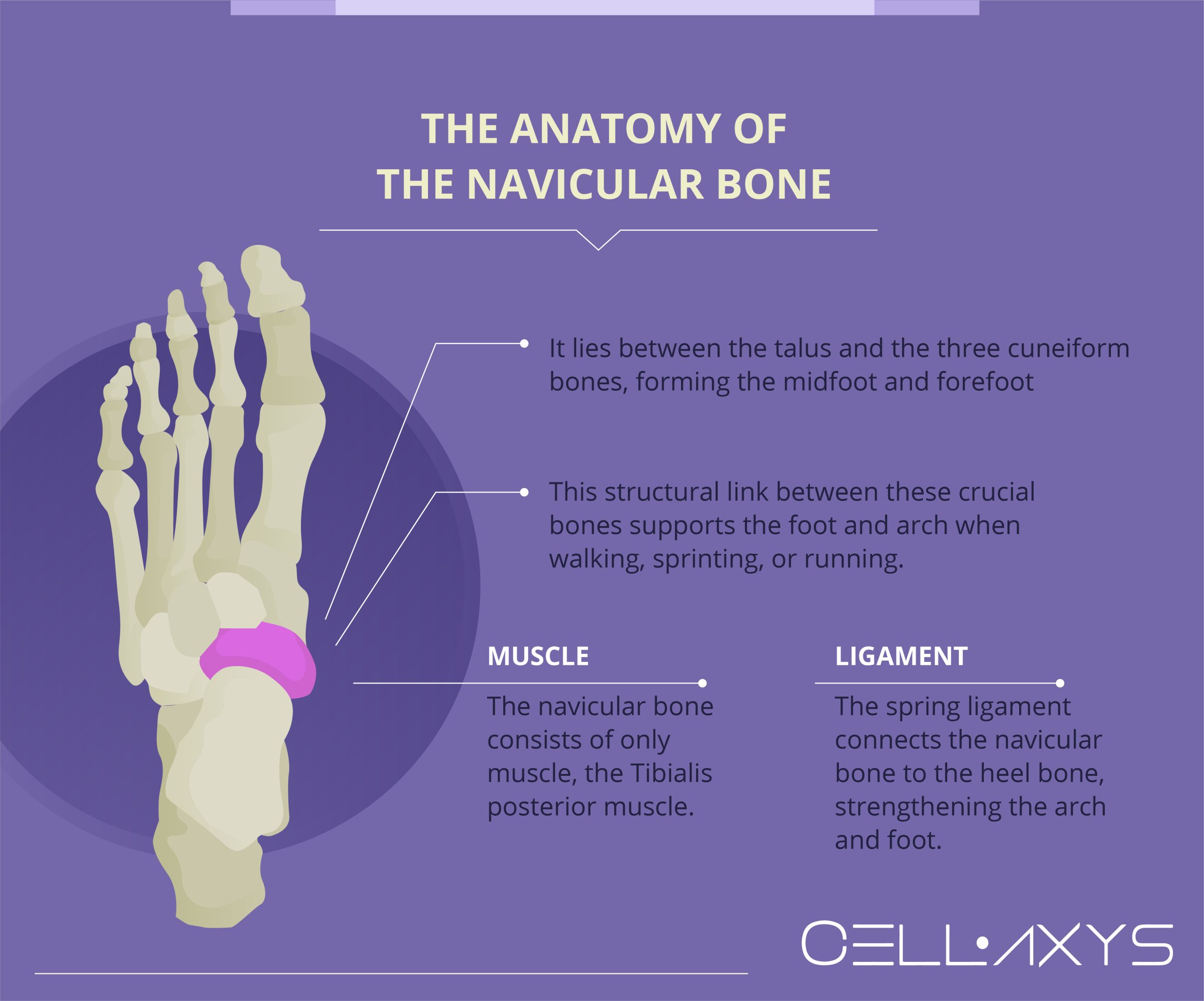 The Anatomy of the Navicular Bone