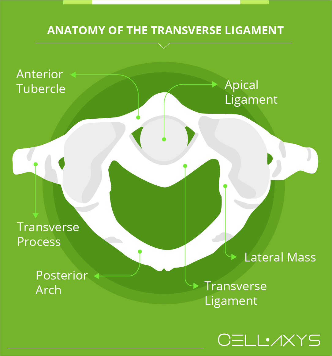 Anatomy of the Transverse Ligament