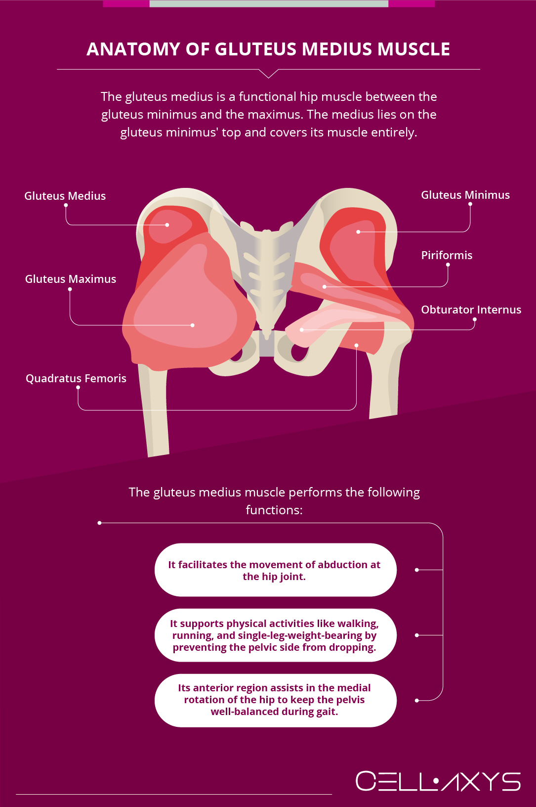 Gluteus Medius Pain Causes Symptoms And Treatments Cellaxys